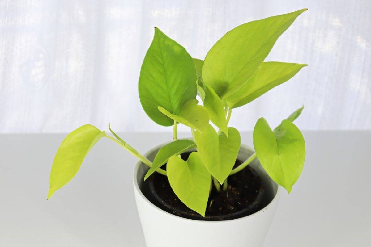 Pothos, inverno