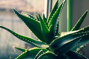 Aloe Vera contro l'umidità in casa