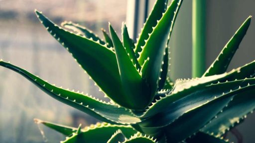 Aloe Vera contro l'umidità in casa