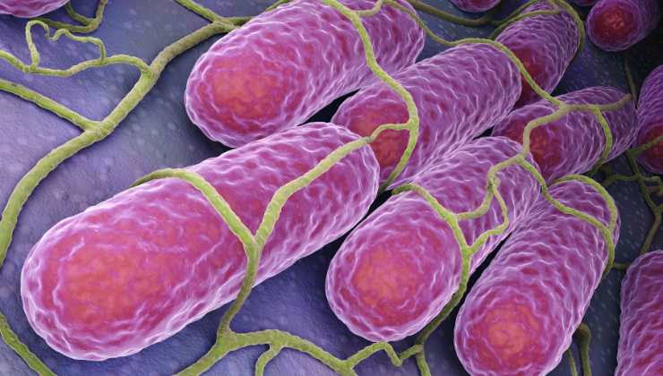 Cosa sono salmonella e listeria