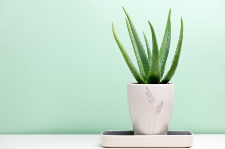 Pianta di Aloe Vera contro l'umidità