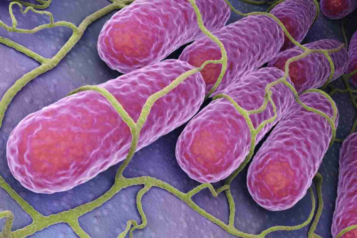 Scoperta salmonella