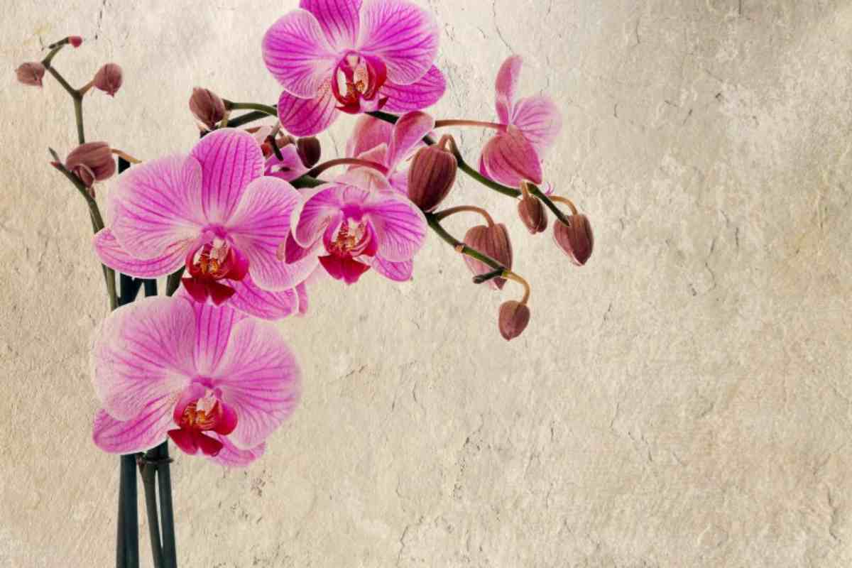 Acqua di riso, orchidee