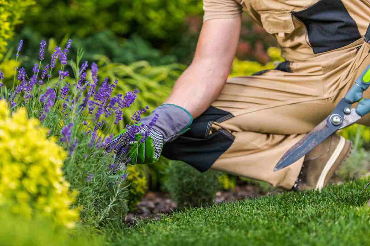 cura giardino rischi multa in questo caso